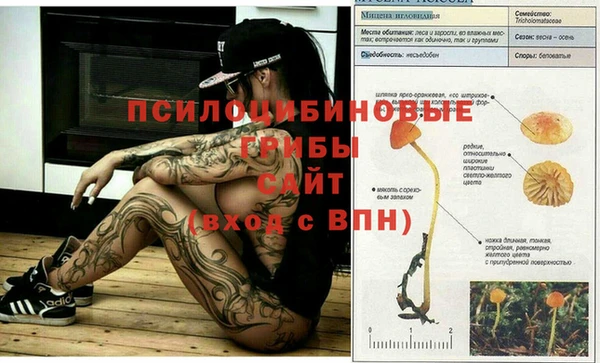 стафф Арсеньев